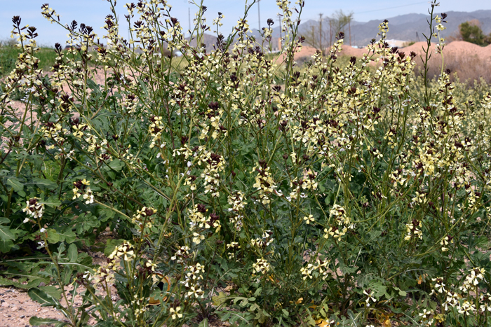 Salad Rocket is found world-wide and is also called Arugula, Colewort, Garden Rocket, Roquette and Rucola. Plants bloom from March, April or May to June and through September. Found from sea level to 4,000 feet (1,200 m). Eruca vesicaria ssp. sativa